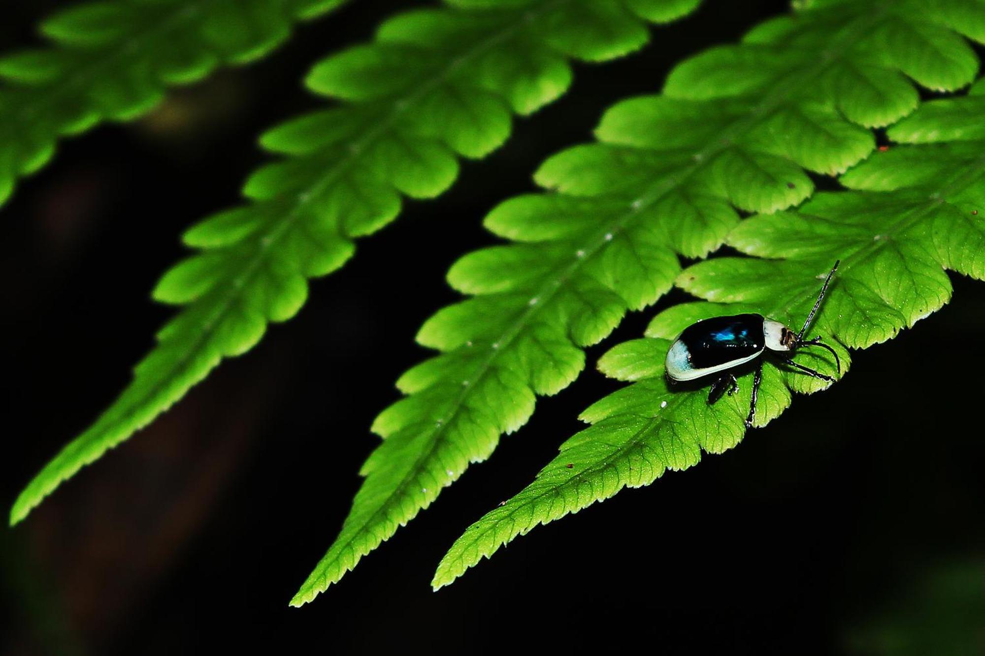 Mindo Green House Exteriör bild
